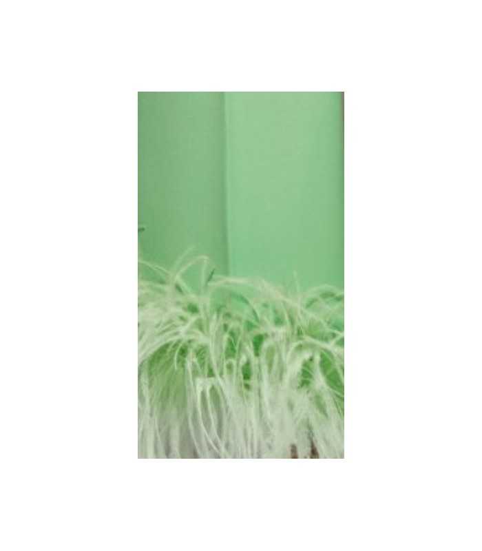 Top Verde Corto Moskada Mujer